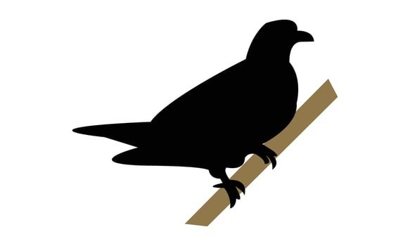 African green pigeon bird Silhouette Design vector