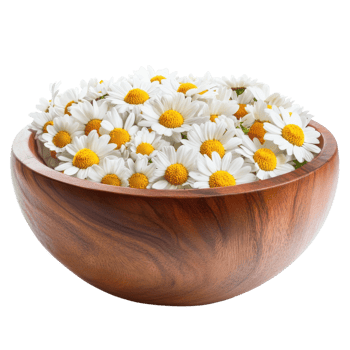 White Daisies in Wooden Bowl on transparent background. png