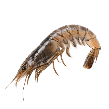Delicious Cooked Shrimp Dish on transparent background. png