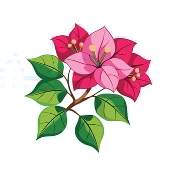 Charming Bougainvillea in Bloom vector