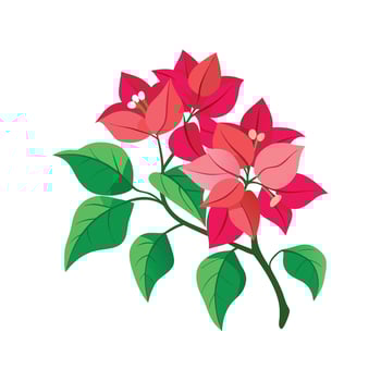 Lovely Bougainvillea Plant in Bloom vector