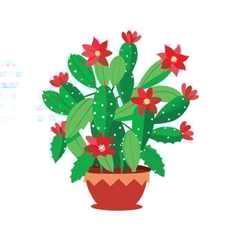 Elegant Schlumbergera Christmas Cactus for Holiday Decor vector