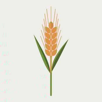 An illustration of a wheat stalk on a white background vector