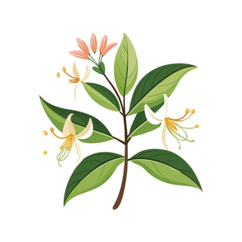 Charming Honeysuckle Lonicera Artwork vector