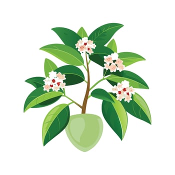 Stunning Hoya Carnosa Plant Illustration vector