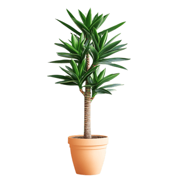Beautiful Yucca Plant A Bold and Architectural Green Beauty png