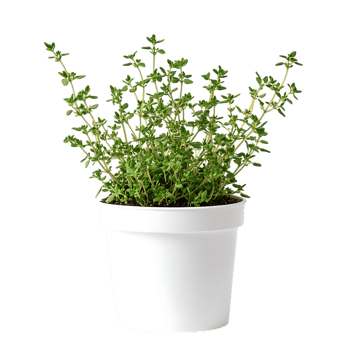 Lush Thyme Plant in White Pot png
