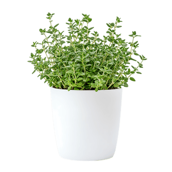 Elegant Thyme Plant in White Pot png