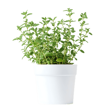 Thyme Plant in White Pot png