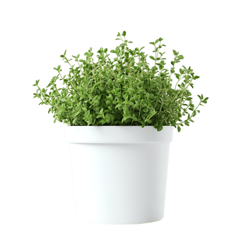Fresh Thyme Plant in a Clean White Pot png