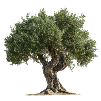 Lush Green Olive Tree Isolated png