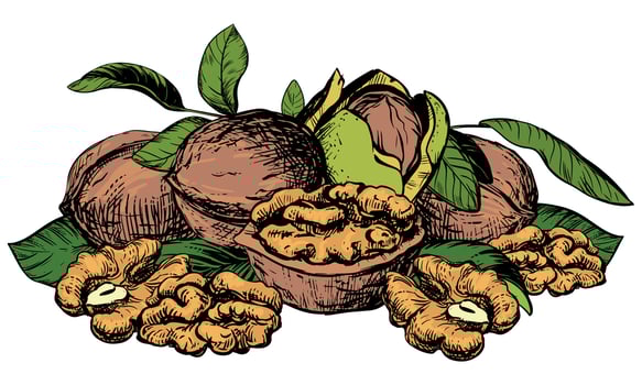 Hand drawn sketch illustration of walnuts. Composition of open walnut kernel, whole walnut lying on table. Fresh organic food, oil. Drawing of nut in stele of colored engraving. vector