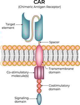 Chimeric Antigen Receptor CAR Structure Design Illustration vector