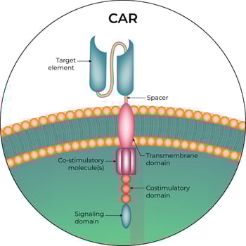 CAR T-cell Structure Design Illustration vector