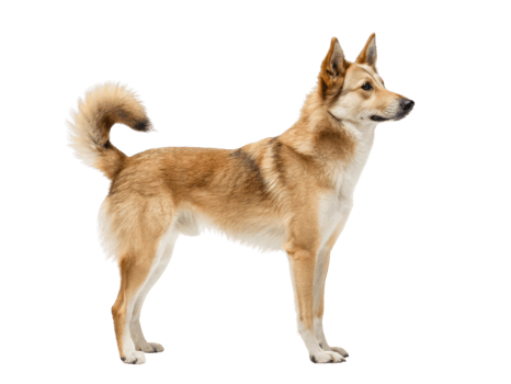 standing dog with bushy tail and alert posture, showcasing its fur and features png