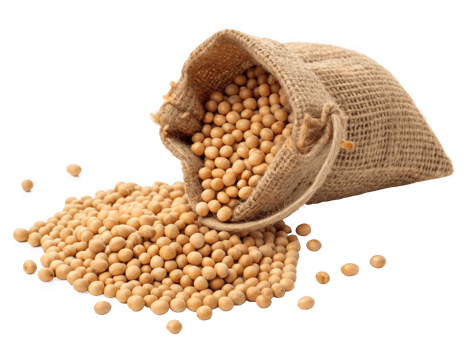 Sack of soybeans spilling on transparency background, showcasing natural grains png