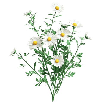 Chamomile Blossom Medicinal Plant Transparent Background png