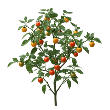 Lush Cherry Tree Abundant Red Fruit Green Leaves Nature on transparent background png