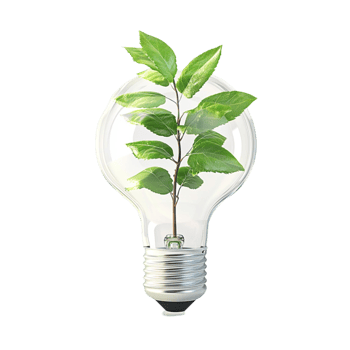 Green Plant Growing from Lightbulb png