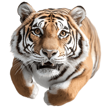 Bengal tiger running forward with intense focus png
