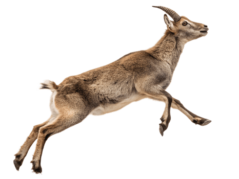 goat is jumping, isolated on a transparent background png