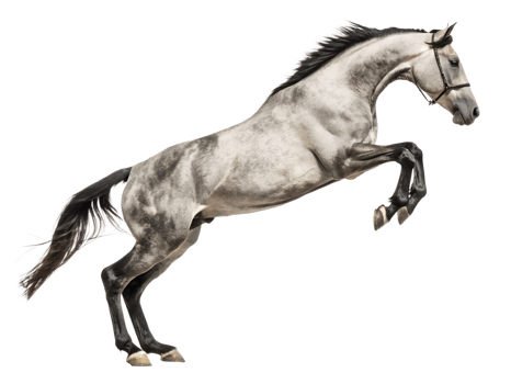 Horse is jumping, isolated on a transparent background png