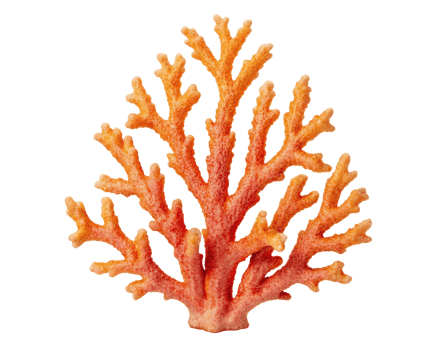 Coral on a transparent background png