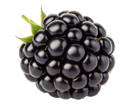 Close up of a ripe, juicy blackberry fruit on a transparent background png