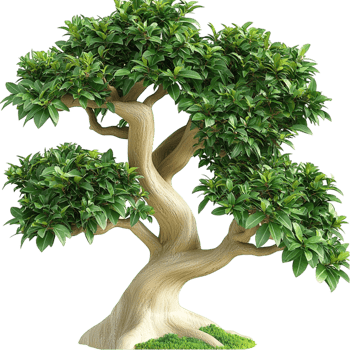 Beautiful bonsai tree with a twisted trunk and lush green foliage png