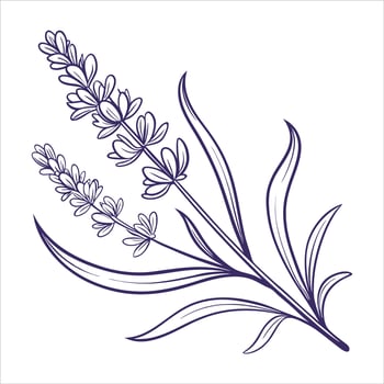 Lavender Leaves Sprig vector