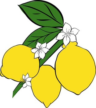 Lemon branch Hand drawn graphic line ink illustration. outline and silhouette isolated with flowers vector