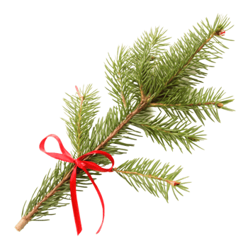 Festive Christmas Fir Branch with Red Ribbon Bow, Isolated on White Background png