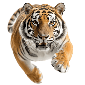 Fierce tiger leaping forward with intense eyes and sharp claws png