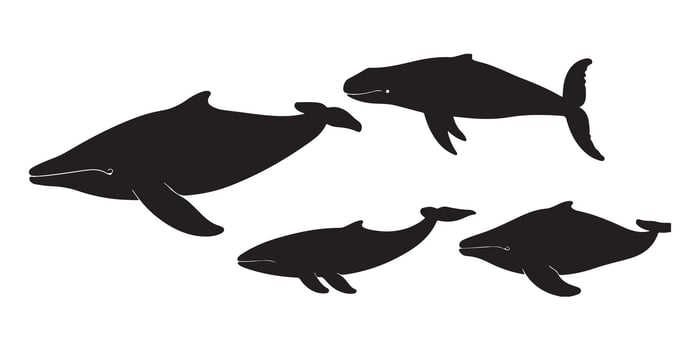 A Collection of Detailed Black Silhouettes Depicting Various Species of Whales in Different Swimming Positions vector