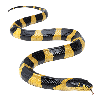 Detailed Close-up of a Venomous Snake with Striking Yellow and Black Stripes png