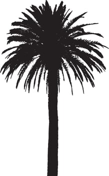 Palm Tree Standing Tall A single upright trunk with fronds extending outward at the top, reaching for the sky. full length silhouette black illustration vector