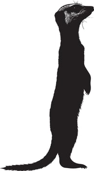 Meerkat Alert Body upright, front legs raised, with head turned toward a sound or potential danger. full length silhouette black illustration vector