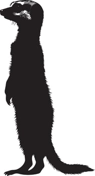 Alert Meerkat Posture A silhouette of a meerkat with its body erect, front legs lifted, and head directed towards an unusual sound or potential danger. Full-length silhouette black illustration. vector