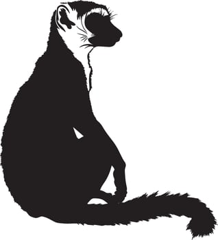 Lemur Sitting Body seated on the ground with legs extended, tail wrapped around for balance. full length silhouette black illustration vector