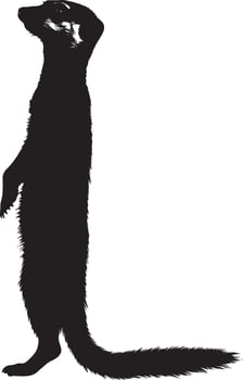 Meerkat on High Alert Body standing upright, front legs elevated, with its head turned toward a noise or possible threat. Full-length silhouette black design. vector
