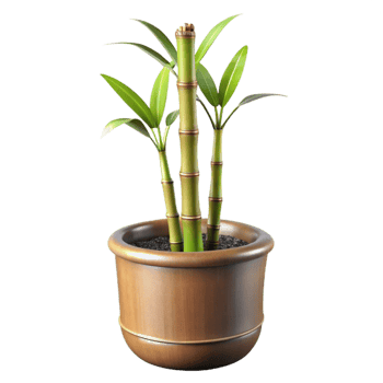 beautiful modern Bamboo Plant in Pot Side View Isolated premium png