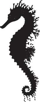 Seahorse Feeding Body angled forward with snout extended, capturing food in a steady motion. full length silhouette black illustration vector