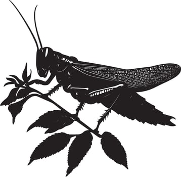 Grasshopper Feeding Body angled forward with legs spread and mouthparts eating leaves or plants. full length silhouette black illustration vector