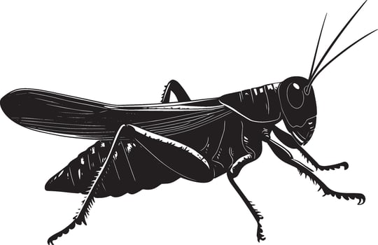 Grasshopper Resting Body still on a surface with legs tucked under and antennae relaxed. full length silhouette black illustration vector