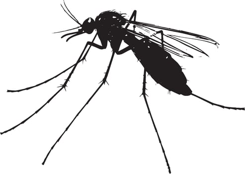 Mosquito Resting Body still on a surface with legs extended and wings folded tightly against the body. full length silhouette black illustration vector