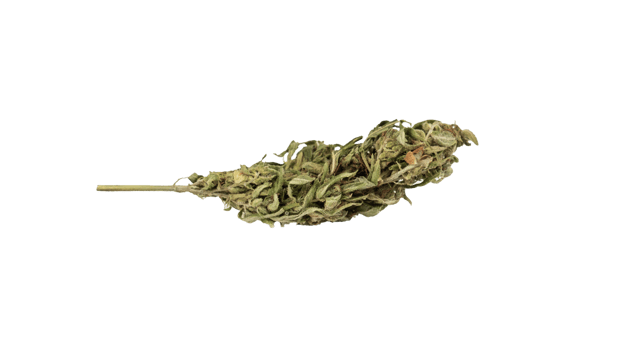 Medical cannabis bud isolated sad png
