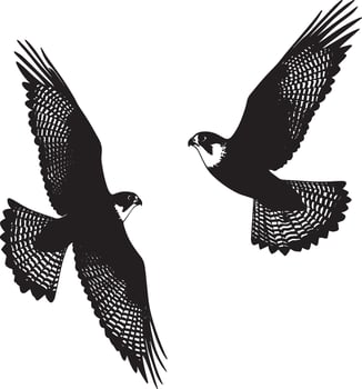 Falcon Flapping Quick wing beats while hovering or gaining altitude. full length silhouette black illustration vector