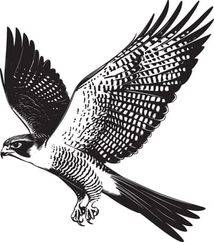 Falcon Hunting Wings slightly spread body angled downward talons extended. full length silhouette black illustration vector
