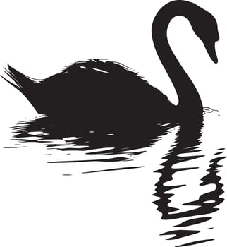 Swan Preening Beak reaching back cleaning feathers body slightly turned. full length silhouette black illustration vector