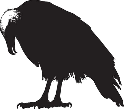 Vulture eating body bent forward, beak engaged with its meal, and wings slightly elevated in a black outline. vector